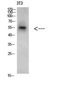 Anti-CREB3 antibody (151-200 aa) (STJ98634) – Figure 1 of 1