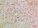 Anti-SPOP antibody (41-90 aa) (STJ98635) – Figure 1 of 1