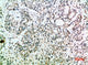Anti-EGF antibody (1000-1060 aa) (STJ98714) – Figure 1 of 1