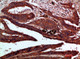 Anti-CDK6 antibody (280-325 aa) (STJ98721) – Figure 1 of 1