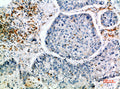 Anti-CISH antibody (30-90 aa) (STJ98733) – Figure 1 of 1