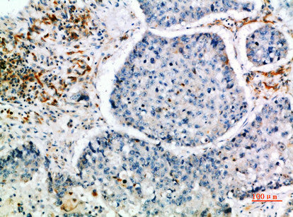 Anti-CISH antibody (30-90 aa) (STJ98733) – Figure 1 of 1