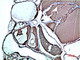 Anti-TTR antibody (STJ98876) – Figure 1 of 1