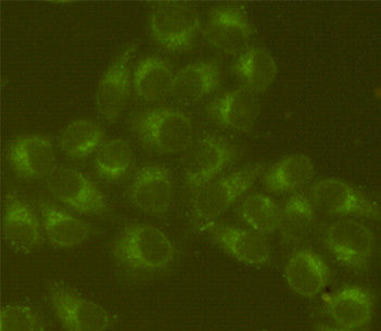 Anti-HSPA5 antibody [4F11-D5-C10] (STJ99068) – Figure 1 of 1