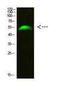Anti-GCM2 antibody (21-70 aa) (STJ99332) – Figure 1 of 1