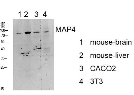 Anti-MAP4 antibody (STJ99615) – Figure 1 of 1