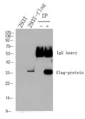 Goat Anti-Mouse IgG Heavy & Light Chain antibody {HRP} (STJ99665) – Figure 1 of 1