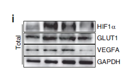 Goat Anti-Rabbit IgG Heavy & Light Chain antibody {HRP} (STJ99666) – Figure 1 of 1