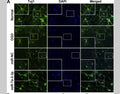 Goat Anti-Rabbit IgG Heavy & Light Chain antibody {FITC} (STJ99668) – Figure 1 of 1