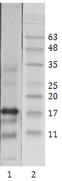 Anti-HIV-1 Tat antibody (2-9 aa) [1] (STJA0002845) – Figure 1 of 1