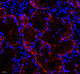 Anti-E cadherin antibody [SM4912] (STJA0004912) – Figure 1 of 1