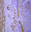 Anti-smooth muscle Myosin heavy chain 11 antibody [SM5002] (STJA0005002) – Figure 1 of 1