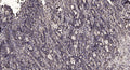 Anti-Cleaved-MPO-Ser155 antibody (154-155) (STJA0005816) – Figure 1 of 1