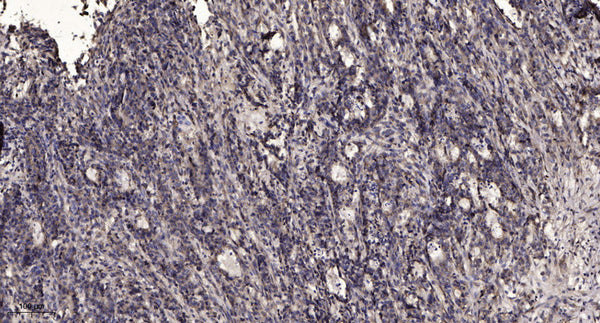 Anti-Cleaved-MPO-Ser155 antibody (154-155) (STJA0005816) – Figure 1 of 1