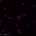 Anti-Cleaved-CTSL-Ala114, Heavy Chain antibody (113-114) (STJA0005830) – Figure 1 of 1