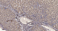 Anti-Cleaved-ITGAV-Asp891, Light Chain antibody (890-891) (STJA0005879) – Figure 1 of 1