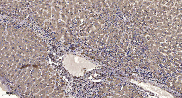 Anti-Cleaved-ITGAV-Asp891, Light Chain antibody (890-891) (STJA0005879) – Figure 1 of 1