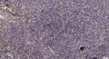 Anti-Cleaved-CTSA-Met327 antibody (326-327) (STJA0005887) – Figure 1 of 1