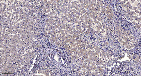 Anti-Cleaved-NFKB1-Gly433 antibody (433-434) (STJA0005901) – Figure 1 of 1