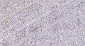 Anti-Cleaved-PRSS8-Ile45, Heavy Chain antibody (44-45) (STJA0005908) – Figure 1 of 1