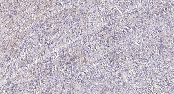 Anti-Cleaved-PRSS8-Ile45, Heavy Chain antibody (44-45) (STJA0005908) – Figure 1 of 1