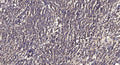 Anti-Pan-Acetyl-MYH1-Lys505 antibody (STJA0005983) – Figure 1 of 1