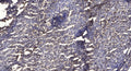 Anti-Acetyl-STAT1-Lys410/K413 antibody (STJA0005994) – Figure 1 of 1