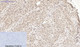 Anti-Acetyl-H4C1; H4C2; H4C3; H4C4; H4C5; H4C6; H4C8; H4C9; H4C11; H4C12; H4C13; H4C14; H4C15; H4C16-Lys16 antibody (STJA0006006) – Figure 1 of 1