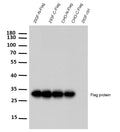 Anti-Flag-Tag antibody [M11] (STJA0006222) – Figure 1 of 1