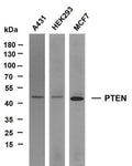 Anti-PTEN antibody (300-403) [PT2124] (STJA0006236) – Figure 1 of 1