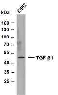 Anti-TGFB1 antibody (300-390) [PT2173] (STJA0006239) – Figure 1 of 1