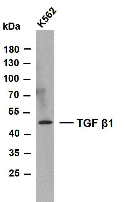 Anti-TGFB1 antibody (300-390) [PT2173] (STJA0006239) – Figure 1 of 1