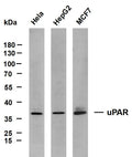 Anti-PLAUR antibody (100-200) [PT2194] (STJA0006241) – Figure 1 of 1