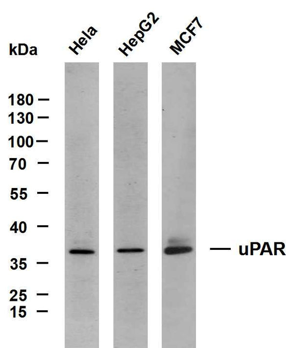 Anti-PLAUR antibody (100-200) [PT2194] (STJA0006241) – Figure 1 of 1