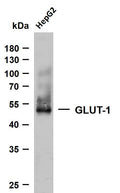 Anti-SLC2A1 antibody (400-492) [PTR2138] (STJA0006245) – Figure 1 of 1