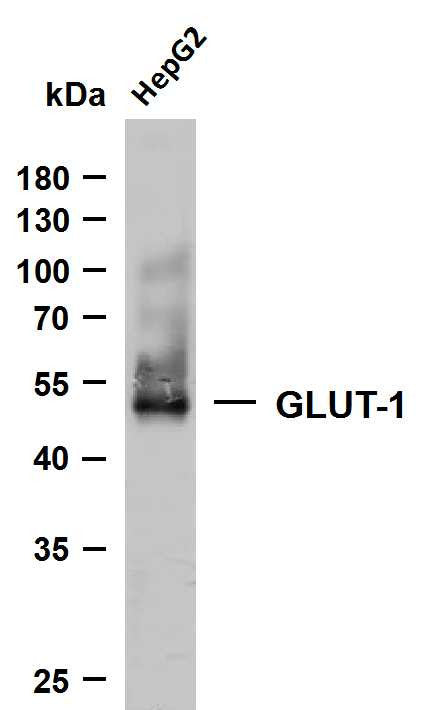 Anti-SLC2A1 antibody (400-492) [PTR2138] (STJA0006245) – Figure 1 of 1