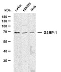 Anti-G3BP1 antibody (200-300) [PTR1324] (STJA0006248) – Figure 1 of 1