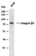 Anti-ITGB3 antibody (700-788) [PTR2555] (STJA0006262) – Figure 1 of 1