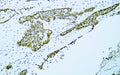 Anti-PAX2 antibody (150-250) [PTR1301] (STJA0006267) – Figure 1 of 1