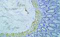 Anti-SMTN antibody (700-800) [PTR1305] (STJA0006269) – Figure 1 of 1