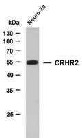 Anti-CRHR2 antibody (50-150) [PTR1205] (STJA0006274) – Figure 1 of 1