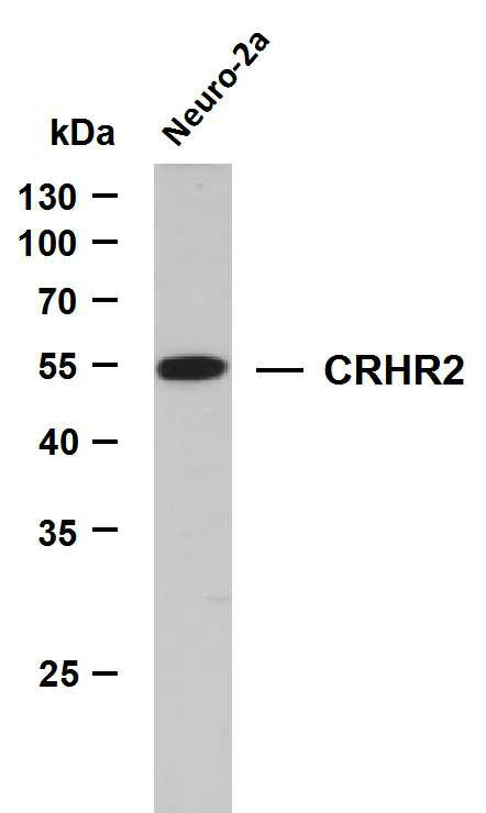 Anti-CRHR2 antibody (50-150) [PTR1205] (STJA0006274) – Figure 1 of 1