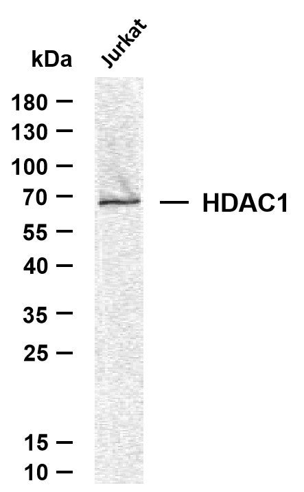 Anti-HDAC1 antibody (300-482) [PTR1326] (STJA0006279) – Figure 1 of 1