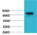 Anti-TF antibody (230-310) (STJA0006698) – Figure 1 of 1