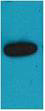 Anti-mOrange antibody (STJA0006700) – Figure 1 of 1