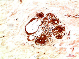 Anti-JAK2 antibody (STJA0006702) – Figure 1 of 1