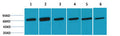Anti-HSPA8 antibody (588-638) (STJA0006703) – Figure 1 of 1