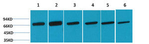 Anti-HSPA8 antibody (588-638) (STJA0006703) – Figure 1 of 1