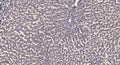 Anti-ATG13 antibody (STJA0006706) – Figure 1 of 1