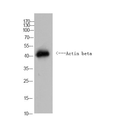Anti-Actin beta-Caenorhabditis elegans antibody (Full Length) (STJA0006707) – Figure 1 of 1